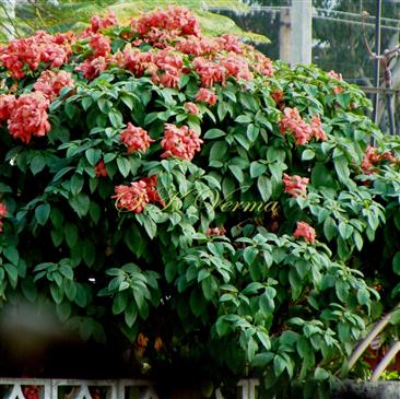  Plant